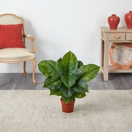 2.25ft. Potted Large Leaf Philodendron Plant {4}