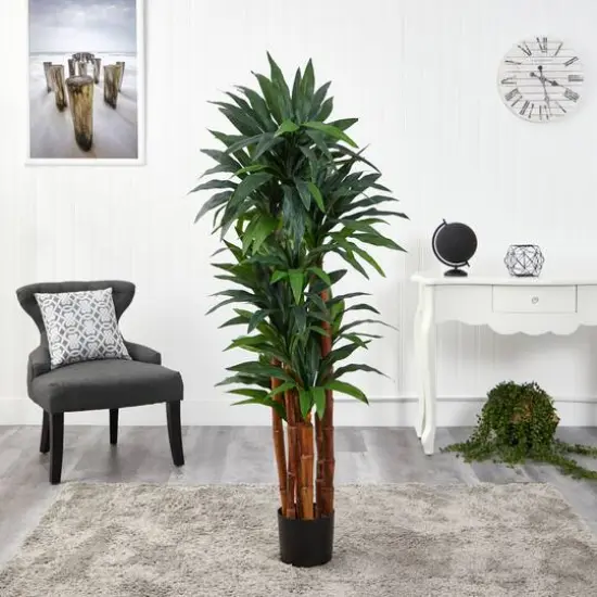 5.5ft. Potted Dragon Tree with Natural Cane Trunk {4}