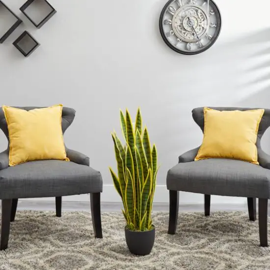 3ft. Potted Snake Plant {6}