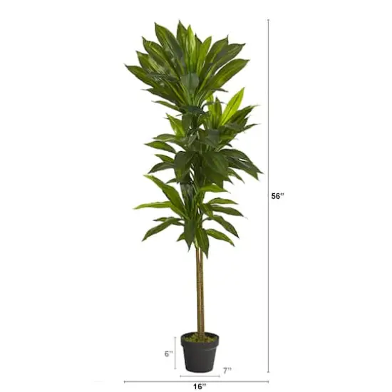 4.5ft. Potted Dracaena {3}
