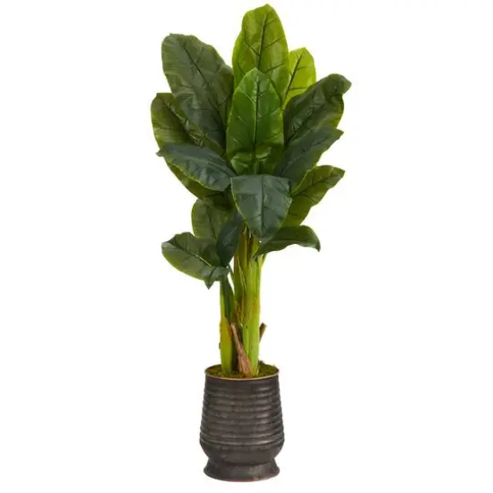 4ft. Triple Stalk Banana Tree in Ribbed Metal Planter {1}