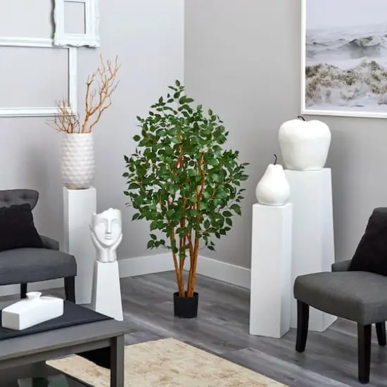 5ft. Potted Ficus Tree {4}