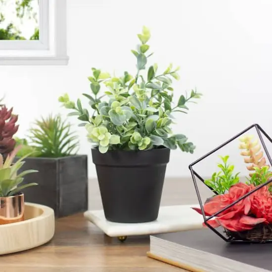 10" Green Chinaberry Plant in Black Pot {3}