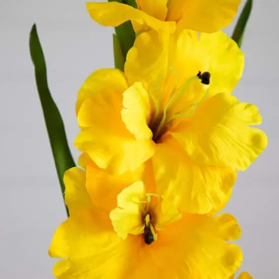 45" Yellow Gladiolus Flower Stems, 3ct. {4}