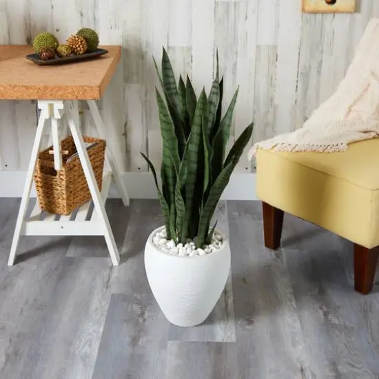 3ft. Snake Plant in White Planter {4}