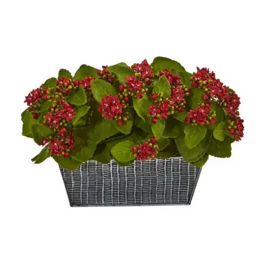 14in. Red Kalanchoe Plant in Black Embossed Planter {1}