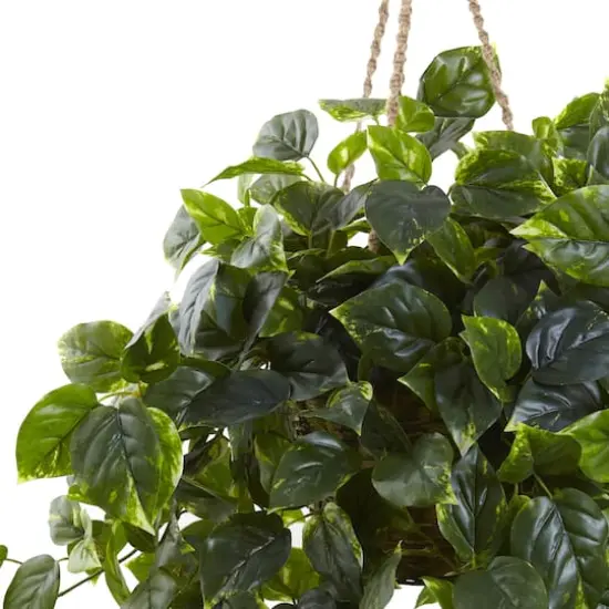 3ft. Pothos Hanging Basket {3}