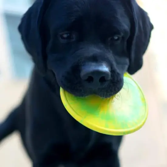 Ruff Dawg™ K9 Flyer Rubber Indestructible Retrieving Dog Toy {5}