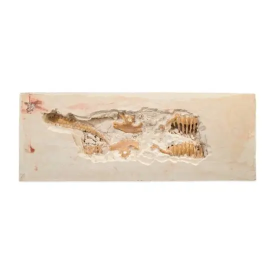 Dig It Up! - Dino Model: Tyrannosaurus Rex {7}