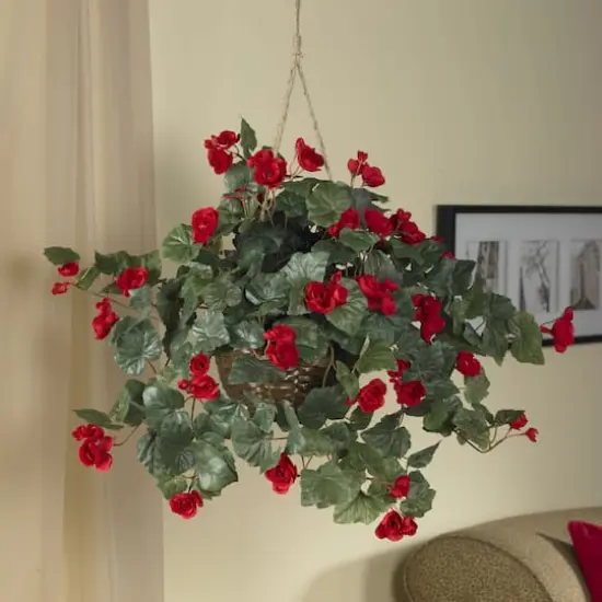 24" Red Begonia in Hanging Basket {5}