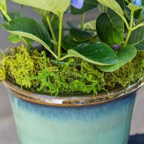 SuperMoss&reg; Preserved Forest Moss {3}