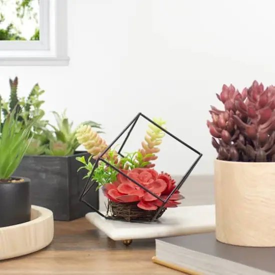 5.5" Succulent Arrangement in Black Metal Wire Frame {3}