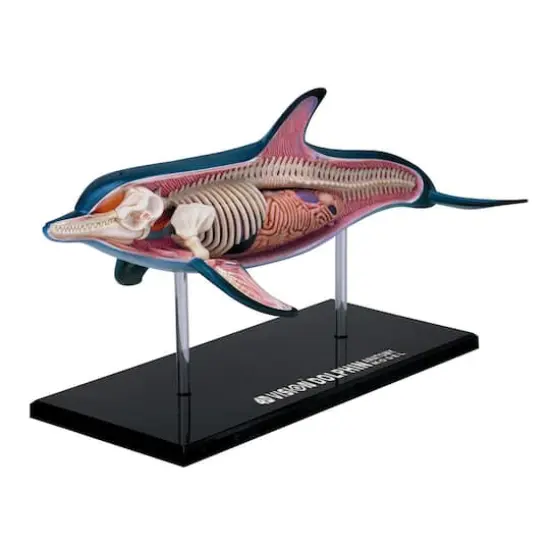 4D Vision&trade; Dolphin Anatomy Model {1}