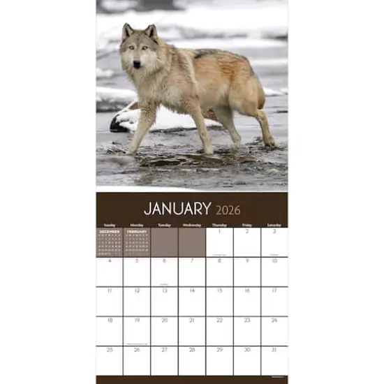 2026 Wolves Wall Calendar {3}