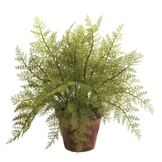 12" Fern in Decorative Planter, 2ct. {4}