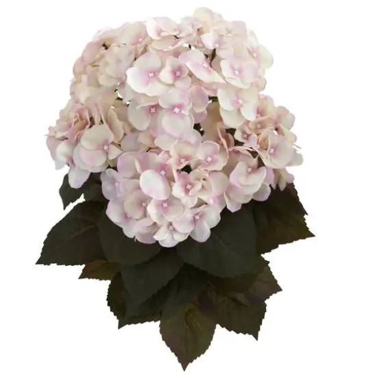 20" Pink Fall Hydrangea Bush, 2ct. {3}