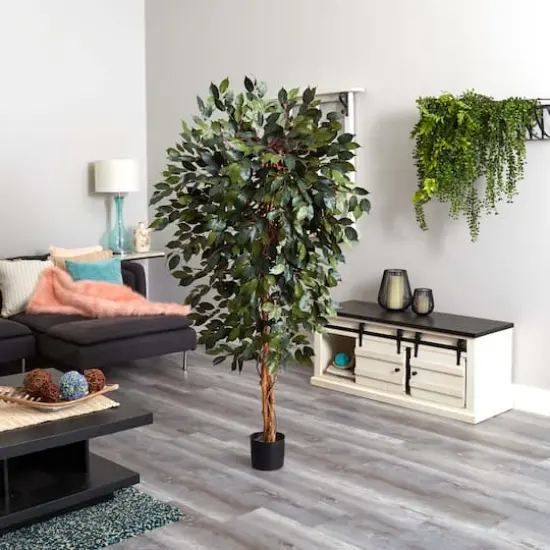 6ft. Potted Capensia Ficus Tree {4}