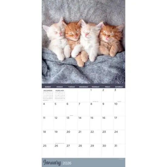 2026 Cat Dreams Wall Calendar {3}