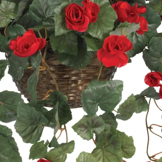 24" Red Begonia in Hanging Basket {4}