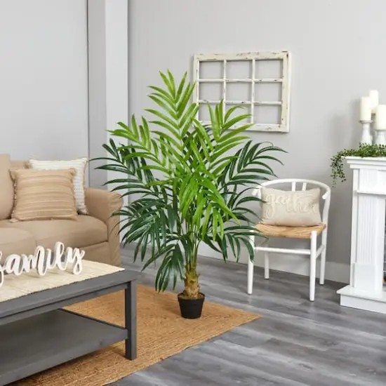 5ft. Potted Kentia Palm Tree {4}