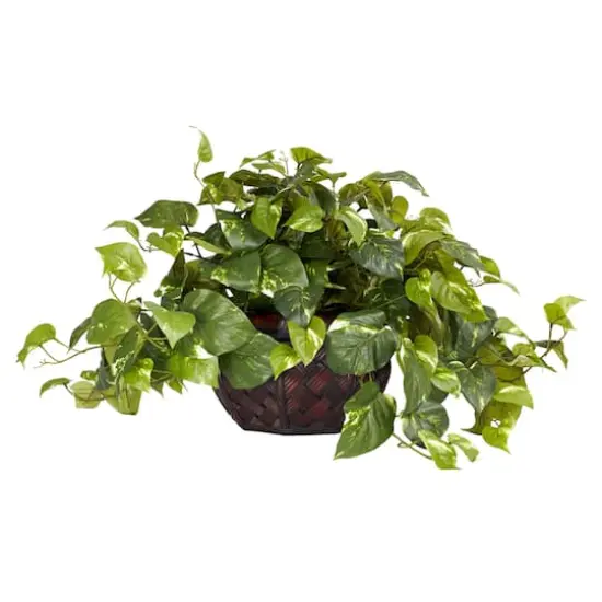 15" Potted Pothos Plant {1}