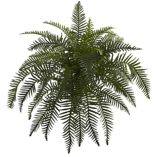Green River Fern Plant, 2ct. {1}