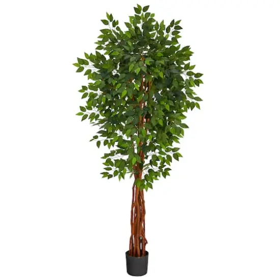 6.5ft. Potted Super Deluxe Ficus Tree {1}