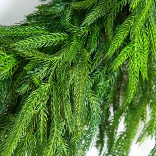 24in. Artificial Real Touch Norfolk Island Pine Wreath with Natural Look {4}