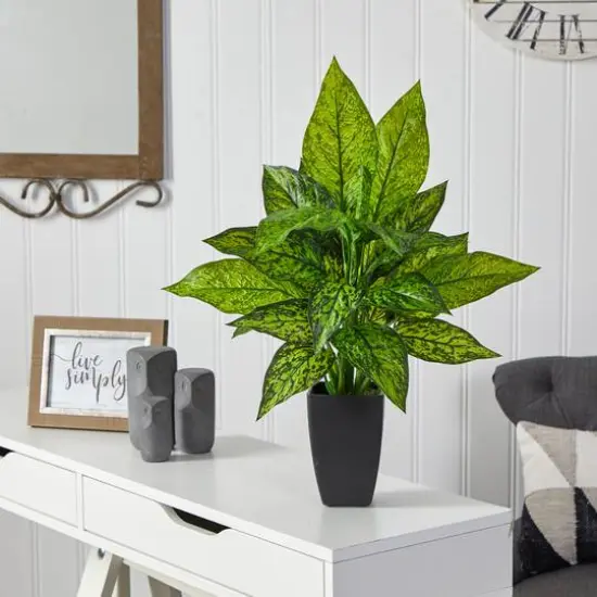 21" Dumb Cane Plant in Decorative Black Planter {4}