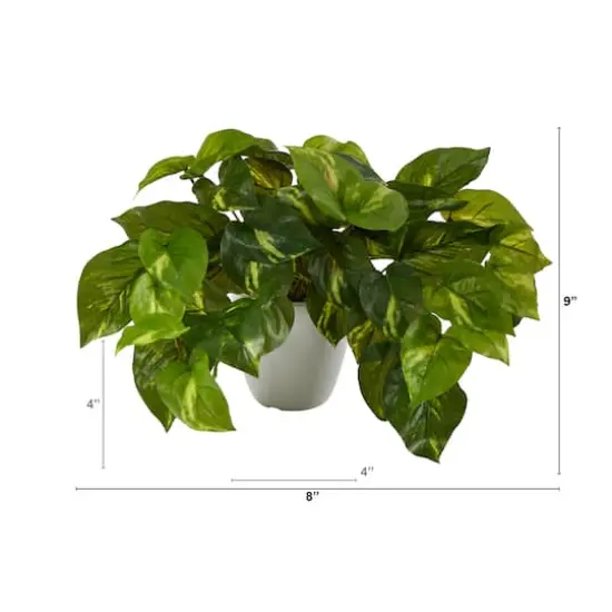 9" Variegated Pothos Plant in Decorative White Planter {3}