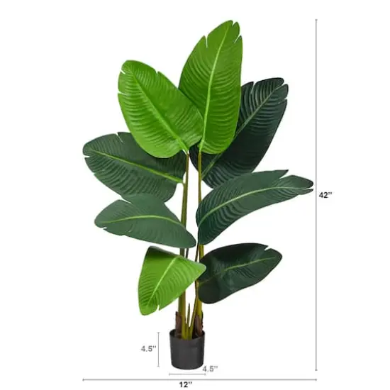 3.5ft. Potted Travelers Palm Tree {3}