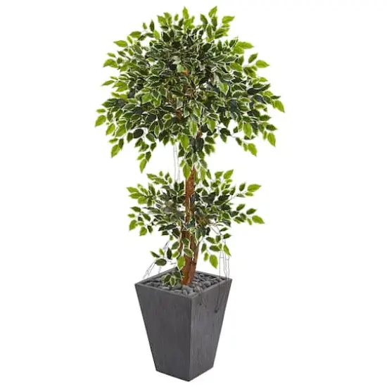 5ft. Variegated Ficus Tree in Slate Planter {1}