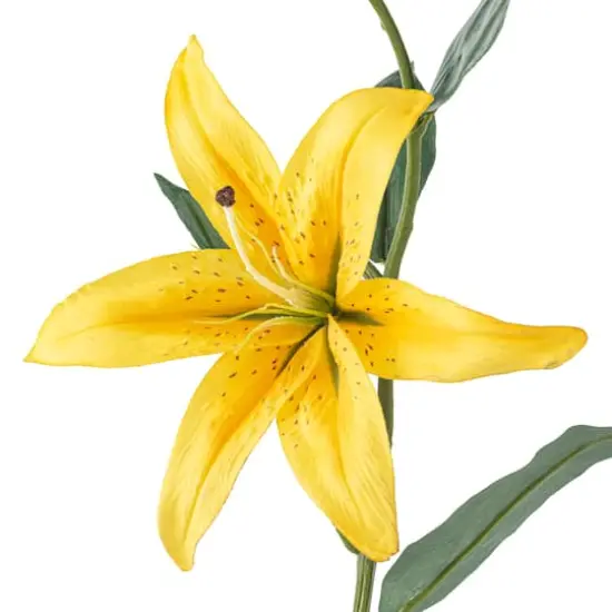 Casablanca Lily Stem by Ashland&reg; Yellow {4}