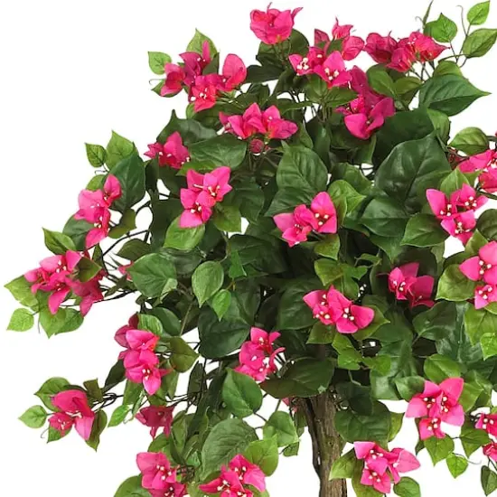 5ft. Potted Mini Bougainvillea Topiary {3}