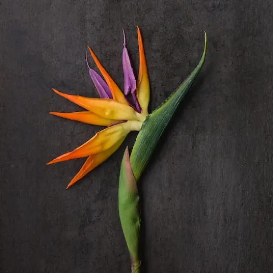 Tropical Bird of Paradise Stem by Ashland&reg;  {3}