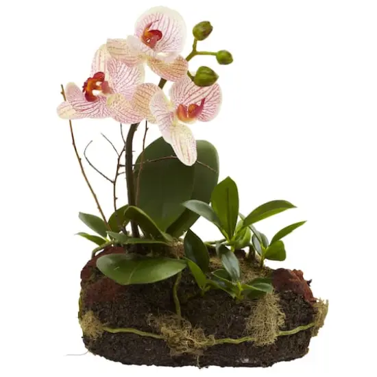 10" Orchid Island Arrangement, 2ct. {3}