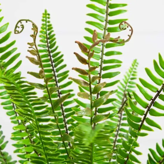 3ft. UV Resistant Artificial Boston Fern Potted Plant with Real Touch Leaves (Indoor/Outdoor) {4}