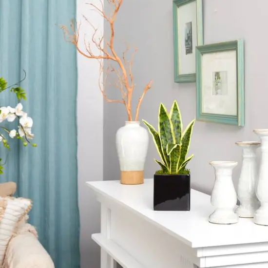 16" Snake Plant in Decorative Black Planter {5}