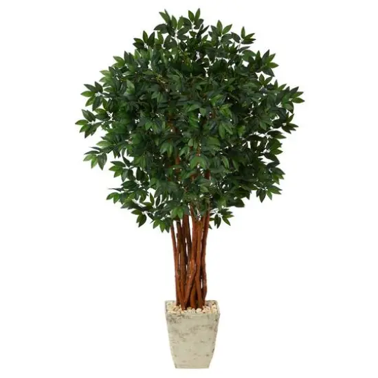 5ft. Lychee Tree in Country White Planter {1}