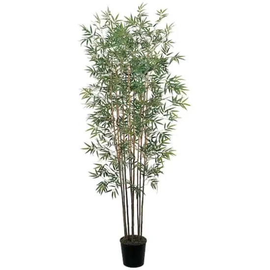 6ft. Potted Mini Bamboo Silk Tree {1}