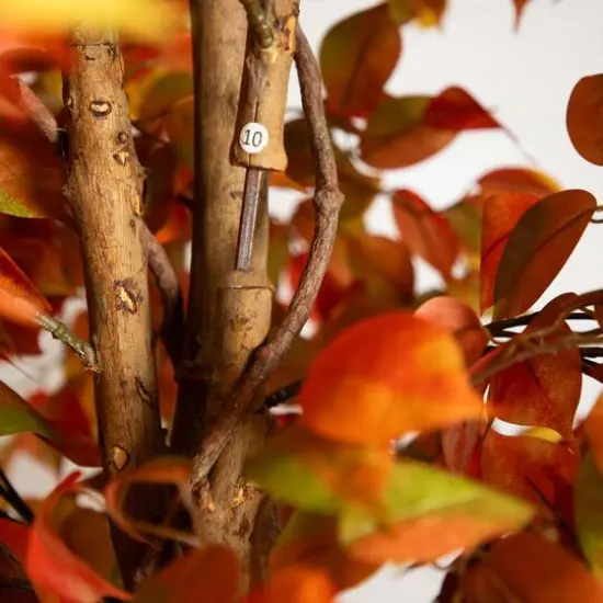 10ft. Potted Artificial Autumn Ficus Tree {4}