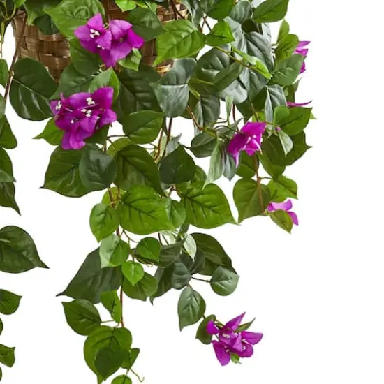 2.5ft. Bougainvillea in Woven Planter {4}