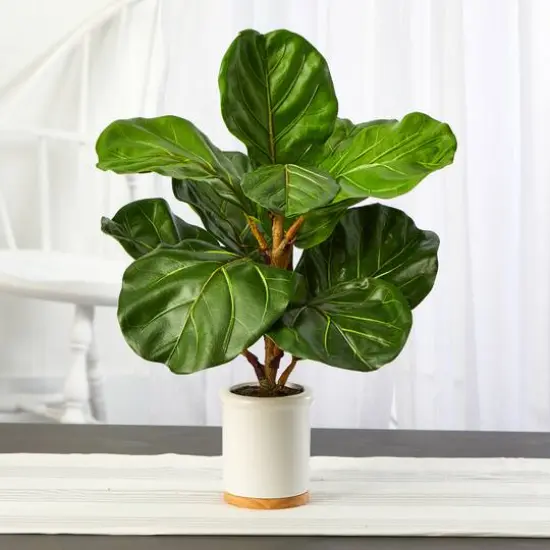 21" Fiddle Leaf Tree in White Ceramic Planter {4}