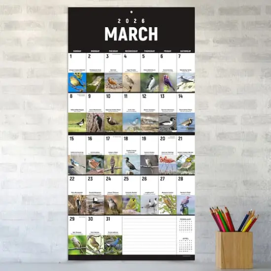 2026 Birds: Backyard and Beyond Wall Calendar {4}