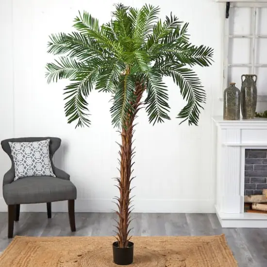 7ft. Potted Cycas Palm Tree {4}