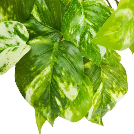 Green Marble Pothos Real Touch Hanging Bush by Ashland&reg; {3}