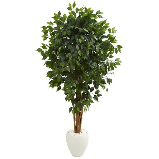 6ft. Ficus Tree with White Planter {1}