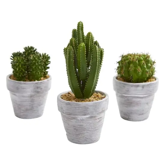8" Assorted Potted Cactus Plant, 3ct. {1}