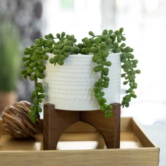 Flora Bunda&reg; 5" String Of Pearl In Hobnail Ceramic Planter On Stand {4}