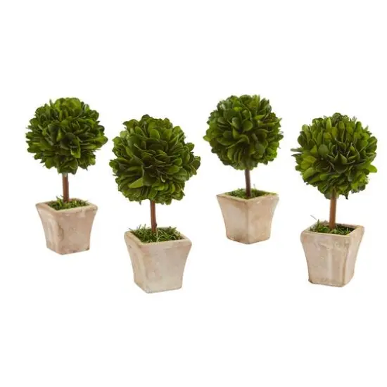 6" Boxwood Topiary Preserved Plant in Ceramic Planter, 4ct. {1}